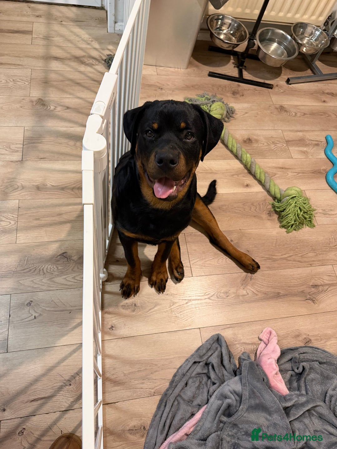 Rottweiler dogs for sale: Rotti cody - Advert 1