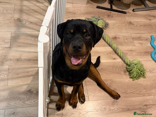 Rottweiler dogs Rotti cody - Advert 2