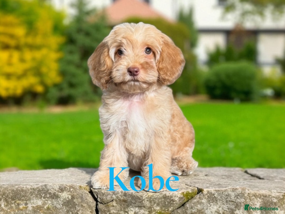 Cockapoo dogs for sale: ⭐️REDUCED⭐️ chocolate tri colour DNA clear F1 - Image 13