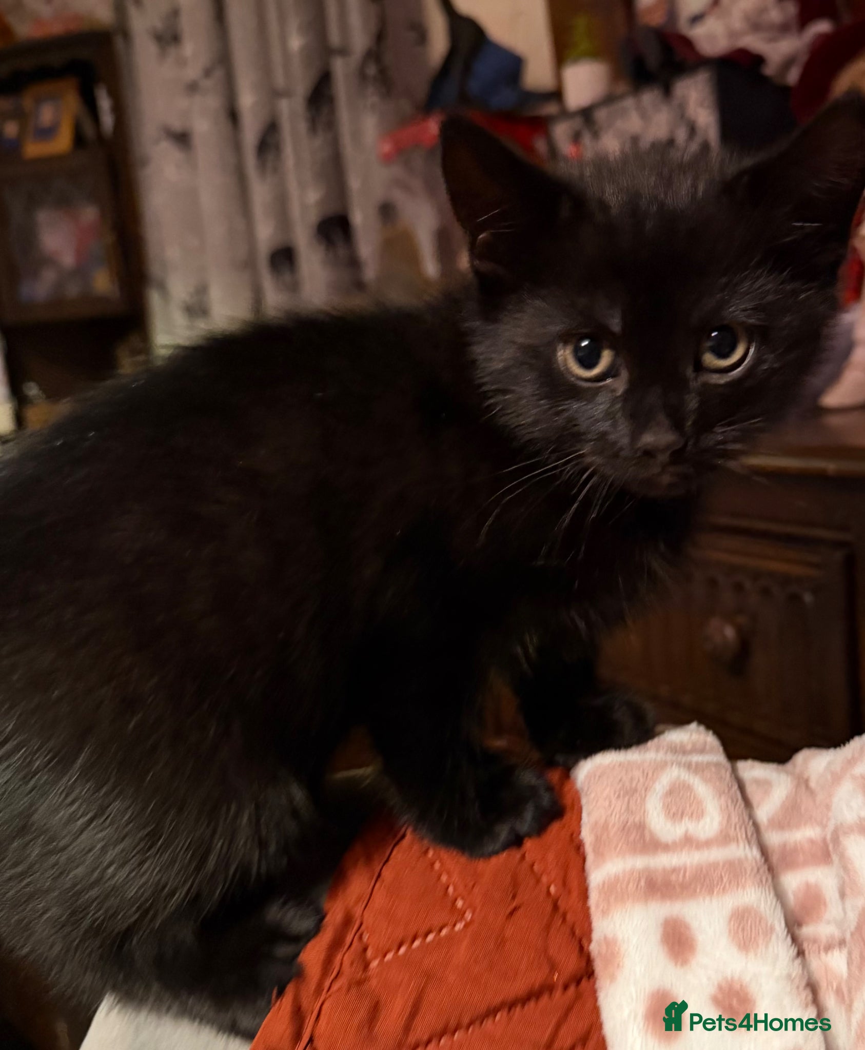 British Shorthair cats Gorgeous black kitten  - Advert 1