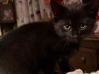 British Shorthair cats Gorgeous black kitten - Advert 1