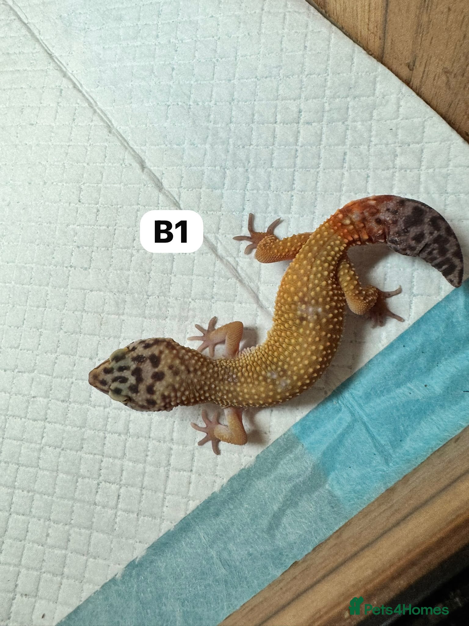 Leopard Gecko reptiles Leopard geckos babies-can go with full setups - Advert 3