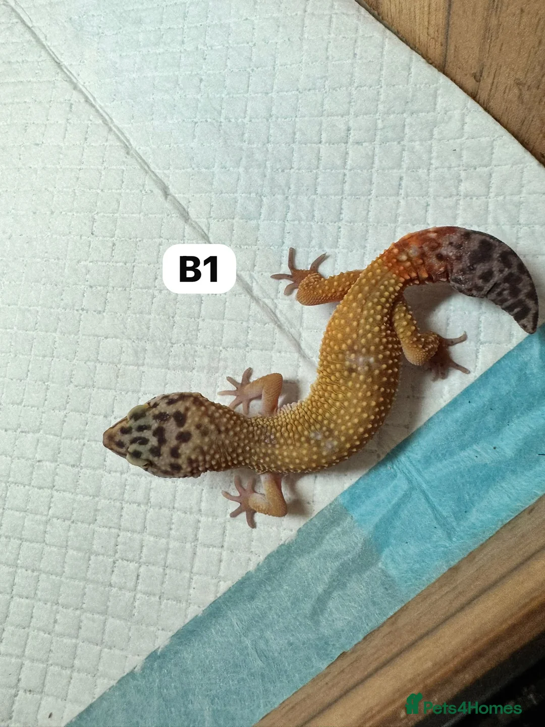 Leopard Gecko reptiles for sale: Leopard geckos babies-can go with full setups - Advert 1