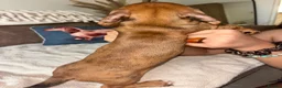 Miniature Dachshund dogs for sale: 🐾 KC-Registered Puppies – 2 Puppies Remaining 🐾 in Luton - Advert 12