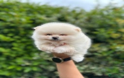 Pomeranian dogs for sale: Tiny Pomeranian Girls – Champion Bloodlines - Image 10
