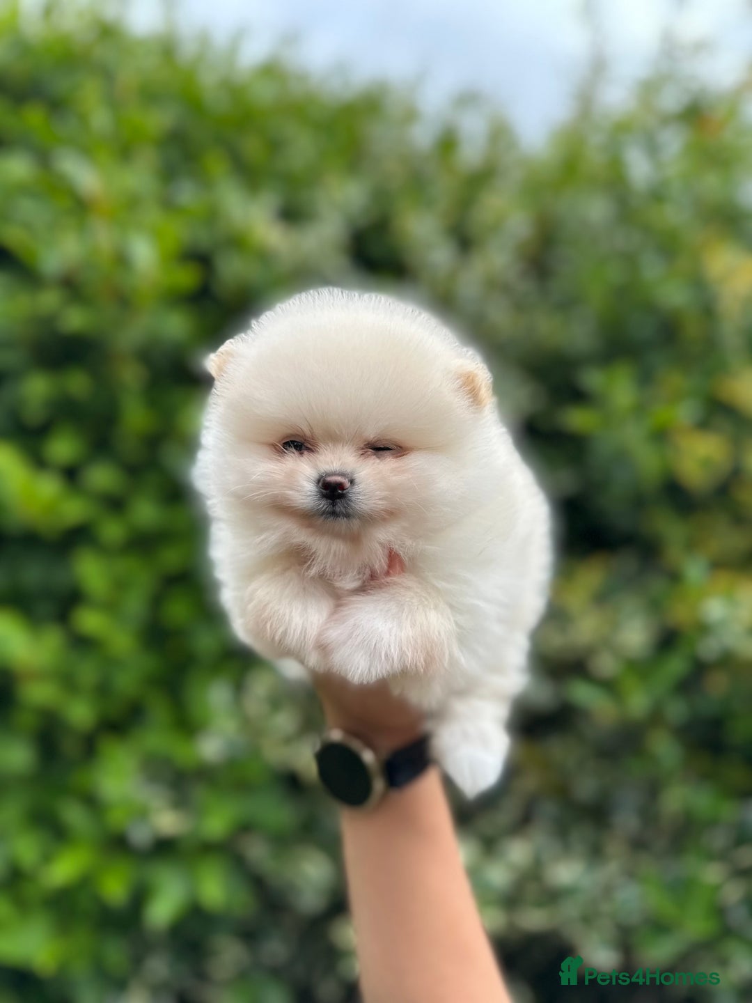 Pomeranian dogs for sale: Tiny Pomeranian Girls – Champion Bloodlines - Image 10