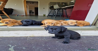 Labrador Retriever dogs - Advert 8