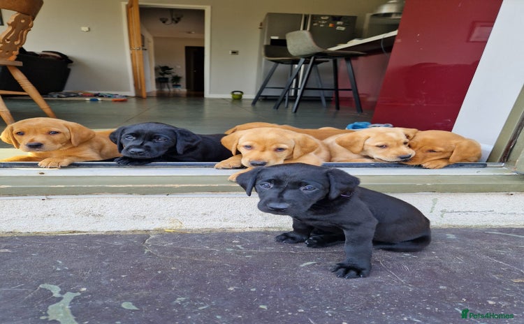 Labrador Retriever dogs - Advert 2