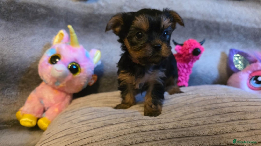 Yorkshire Terrier dogs for sale: Miniature Pedigree Yorkshire Terrier Puppies - Image 14