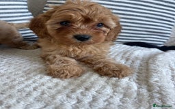 Cavapoo dogs for sale: STUNNING DNA TESTED TOY CAVAPOOS - Image 2