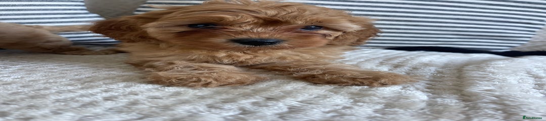 Cavapoo Puppy 3