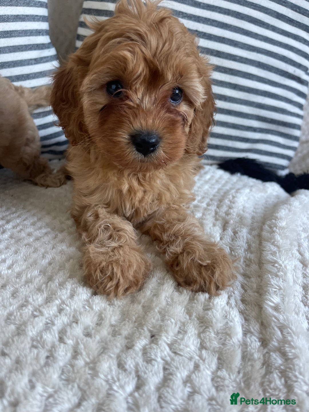 Cavapoo dogs for sale: STUNNING DNA TESTED TOY CAVAPOOS - Image 2