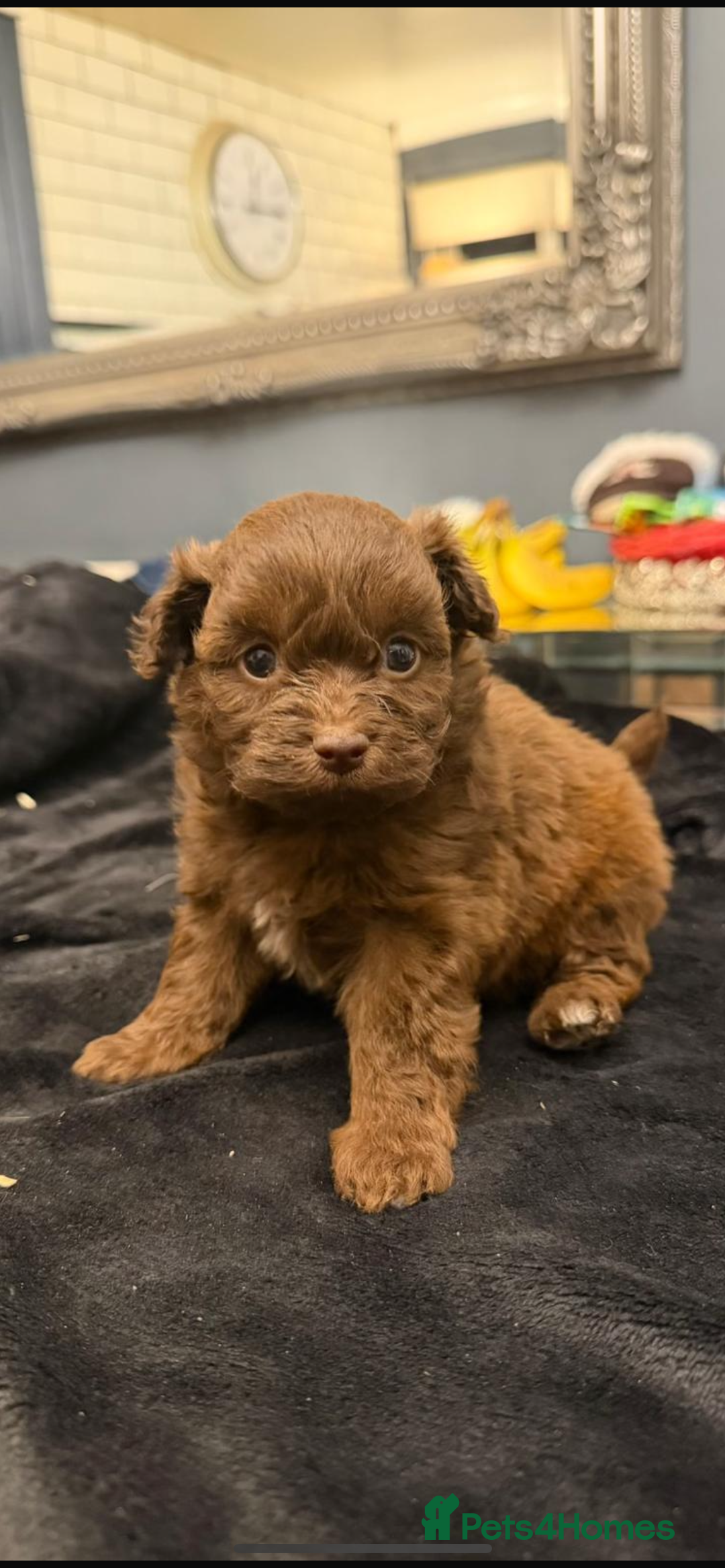 Pomapoo dogs for sale: F1 pomapoo baby’s  - Advert 1