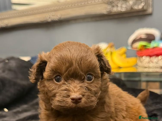 Pomapoo dogs F1 pomapoo baby’s - Advert 1