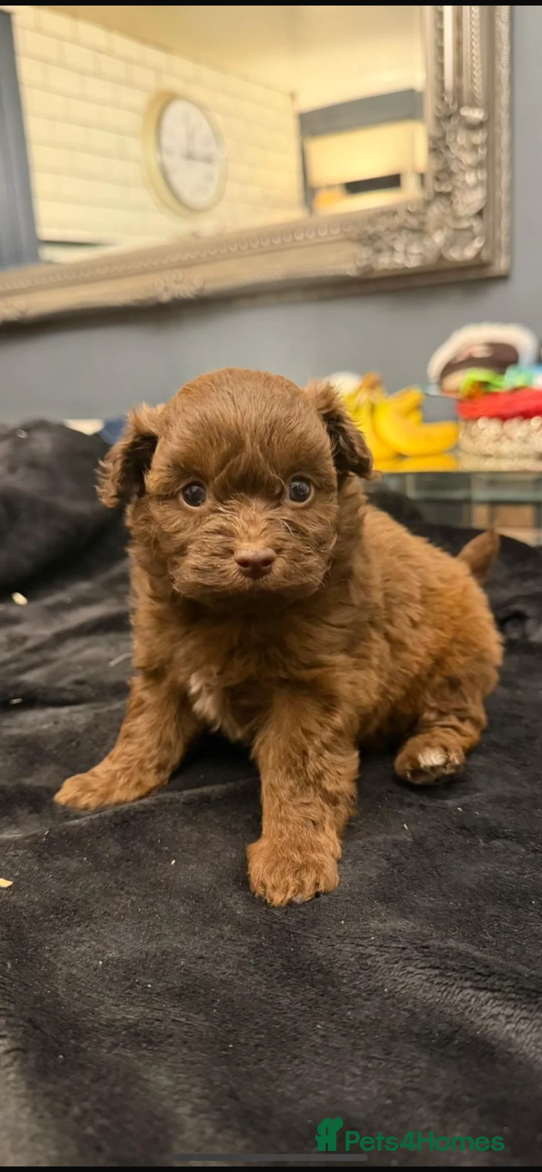 Pomapoo dogs for sale: F1 pomapoo baby’s  - Advert 1