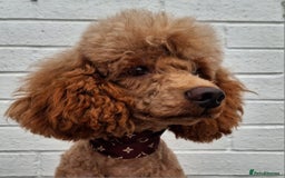 Miniature Poodle dogs for stud: Kc Minature Poodle for stud - Image 7