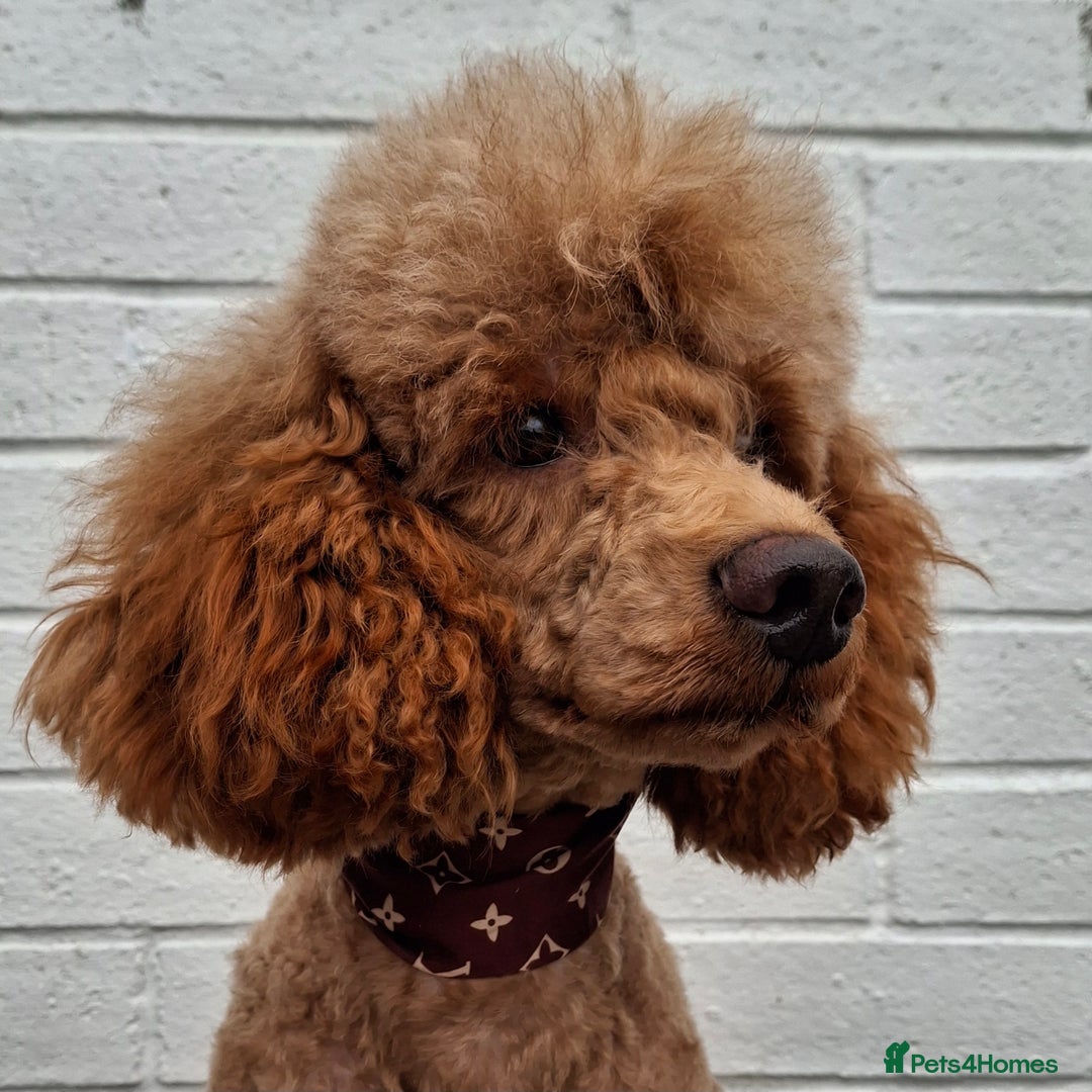 Miniature Poodle dogs for stud: Kc Minature Poodle for stud - Image 7