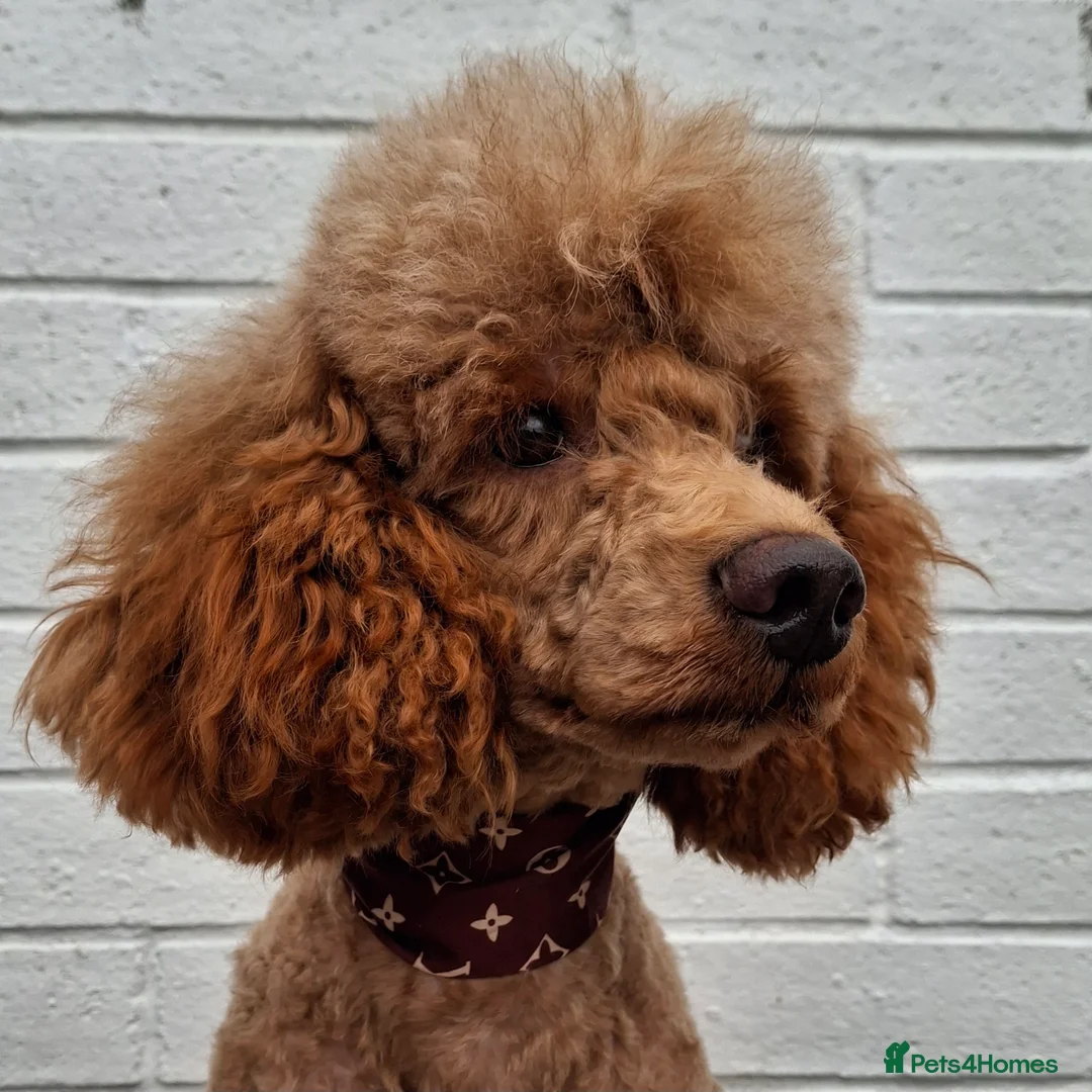 Miniature Poodle dogs for stud: Kc Minature Poodle for stud - Advert 7