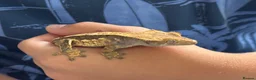 Leopard Gecko reptiles for sale: Crested Gecko approx 18 months old  - Advert 5