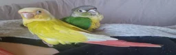 Conures birds for sale: Super tame fully hand reared baby's  - Advert 6