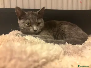 British Shorthair cats 2 British short hair kittens - Advert 1