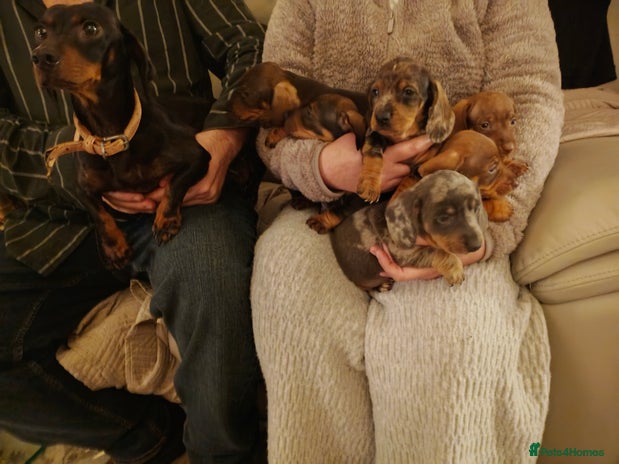 Dachshund dogs - Advert 13