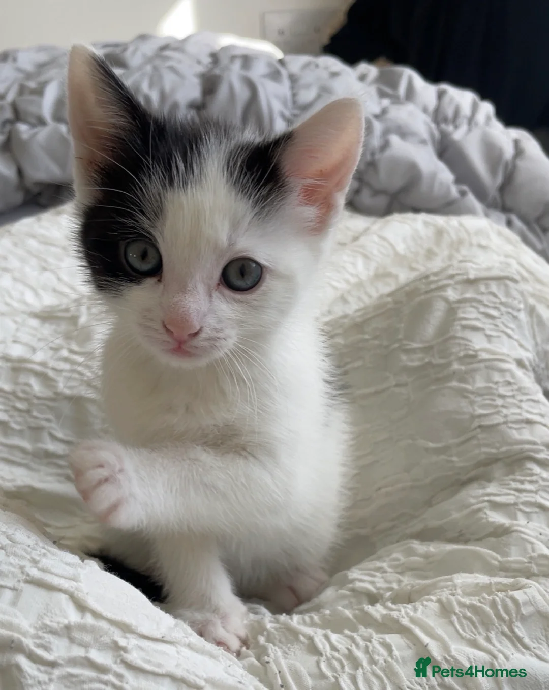 Mixed Breed cats for sale: Beautiful little girl  - Advert 8