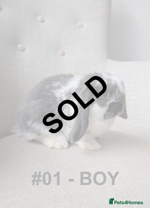 Mini Lop rabbits Exceptional Mini-Lops. Ready to Leave NOW - Advert 2