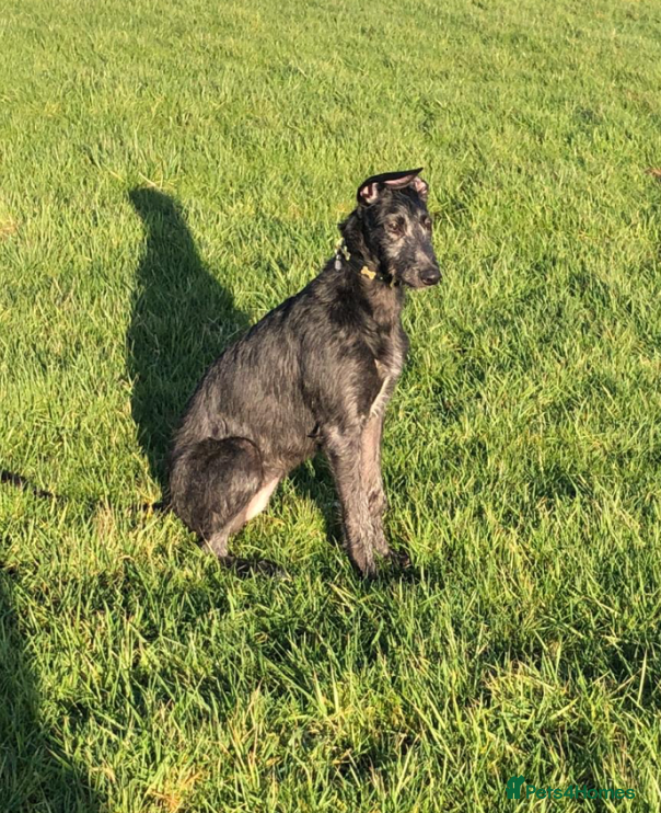 Deerhound dogs deerhound female seven mth old  - Advert 1