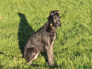 Deerhound dogs deerhound female seven mth old - Advert 1