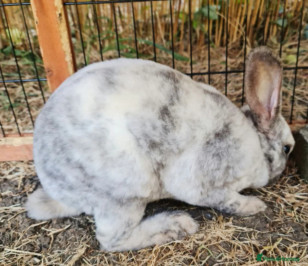 Mini Lop rabbits for sale: 2 young female bonded rabbits - Advert 7