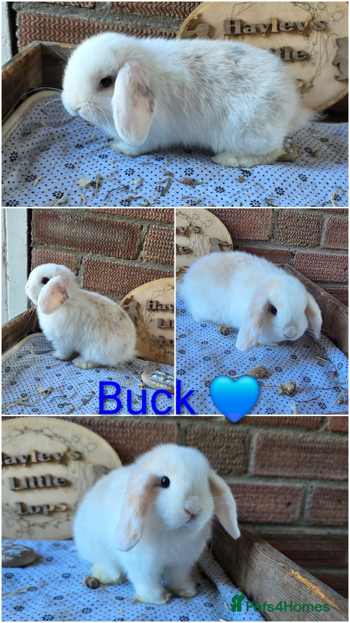 Mini Lop rabbits READY NOW Gorgeous pure breed mini lops  - Advert 1