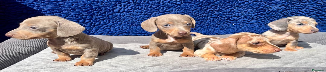 Miniature Dachshund Puppy 6