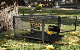 Quail poultry for sale: JAPANESE & JUMBO QUAILS ! - Image 14