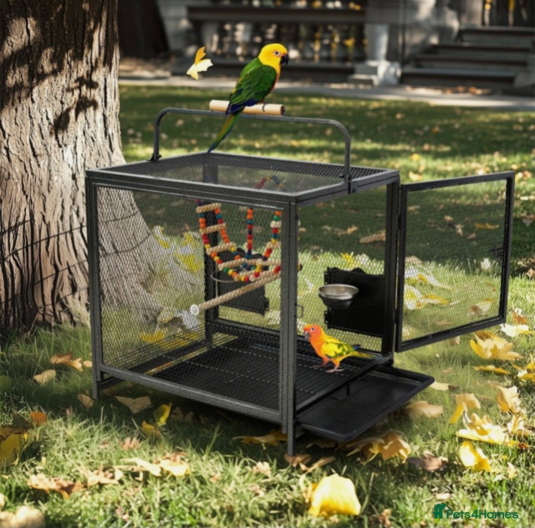 Quail poultry for sale: JAPANESE & JUMBO QUAILS ! - Image 14