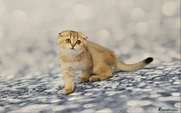 British Shorthair cats for sale: Excellent Scottish straight and fold kittens - Image 33