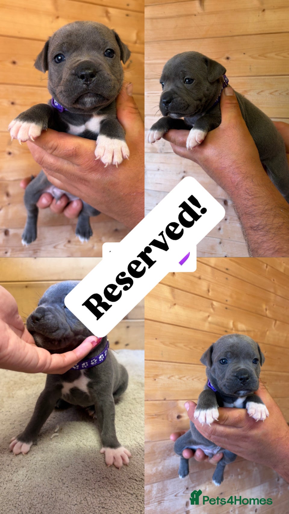 Staffordshire Bull Terrier dogs  Blue Staffordshire Bull Terrier Puppies Available - Advert 2