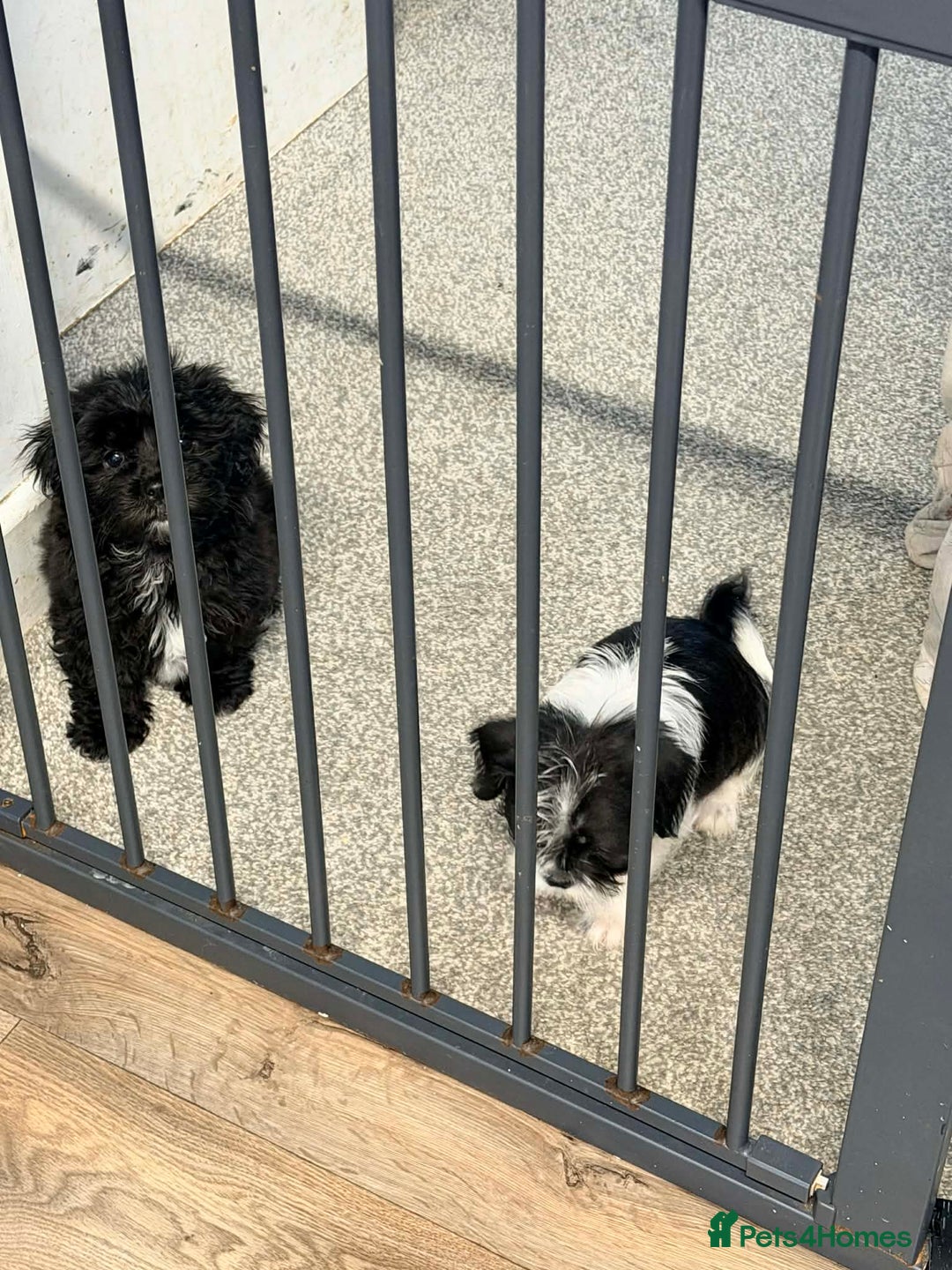 Zuchon dogs for sale: Shihzu x Bichion x Westie - Advert 7