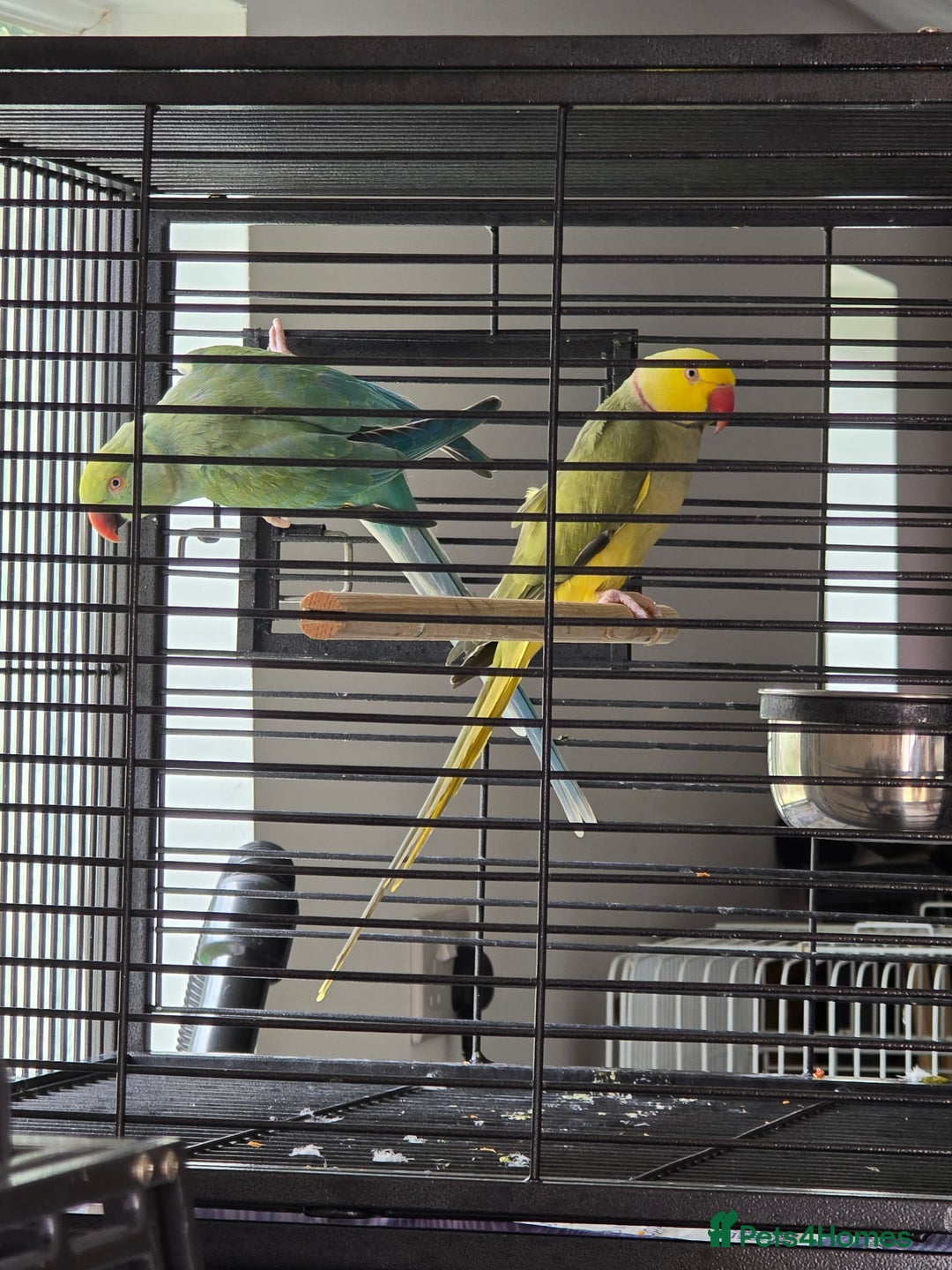 Ringnecks birds for sale: Blue paired 🦜Indian Ringnecks - Image 2