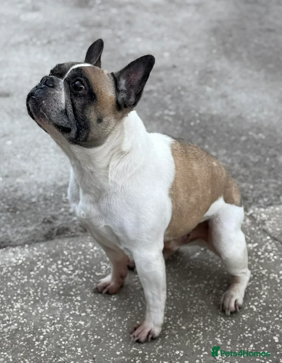 French Bulldog dogs for adoption: Child friendly Lenny wants a new loving home - Advert 2