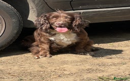 Cockapoo dogs for sale: Outstanding Cockapoos for sale  - Advert 2
