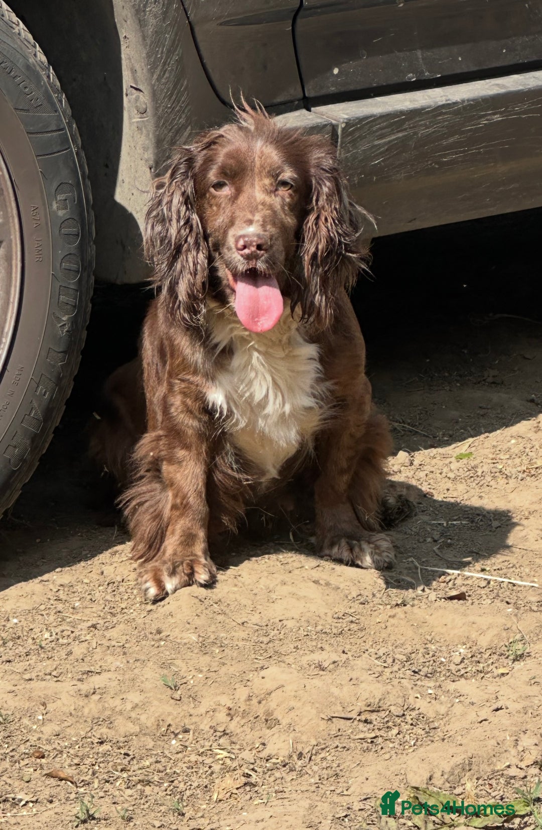 Cockapoo dogs for sale: Outstanding Cockapoos for sale  - Advert 2