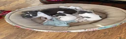 Italian Greyhound dogs for sale: Stunning KC Registered Ready Now - Advert 5