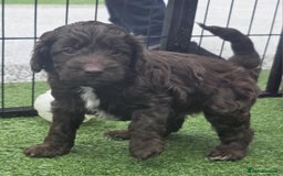 Sproodle dogs for sale: Gorgeous Chocolate Sproodle Puppies - Image 15