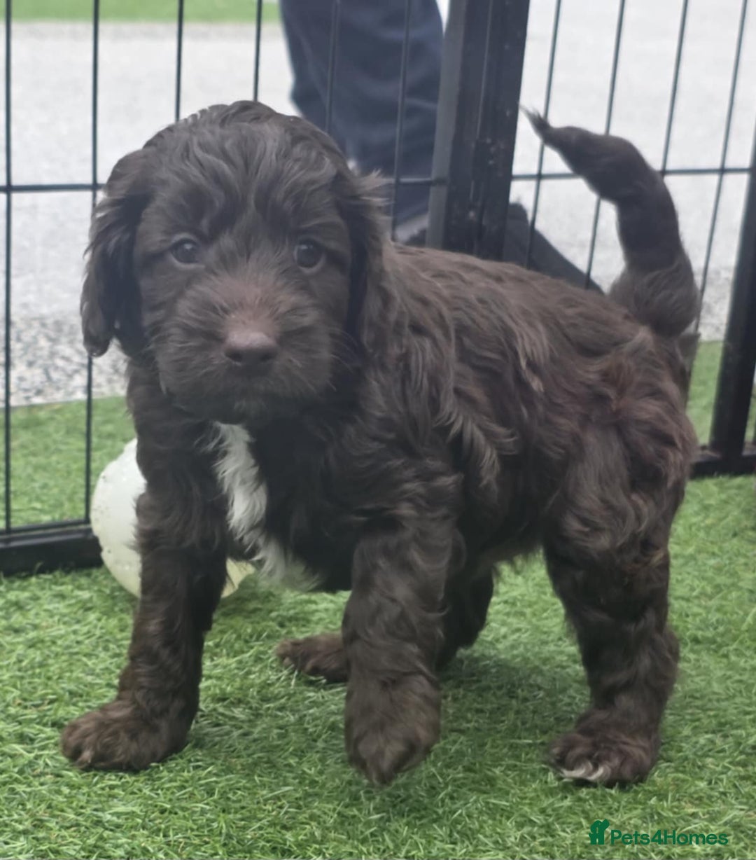 Sproodle dogs for sale: Gorgeous Chocolate Sproodle Puppies - Image 15