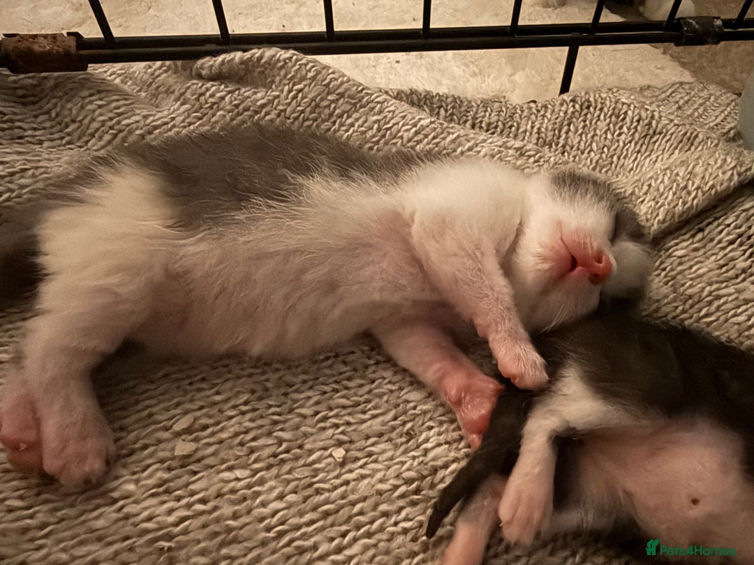 Mixed Breed cats for sale: 4 beautiful kittens for sale  - Image 3
