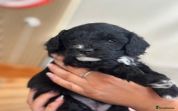 Cavapoo dogs for sale: BEAUTIFUL Toy Cavapoos! - Image 26
