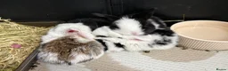 Mini Lop rabbits for sale: Baby purebred mini lops - Advert 17