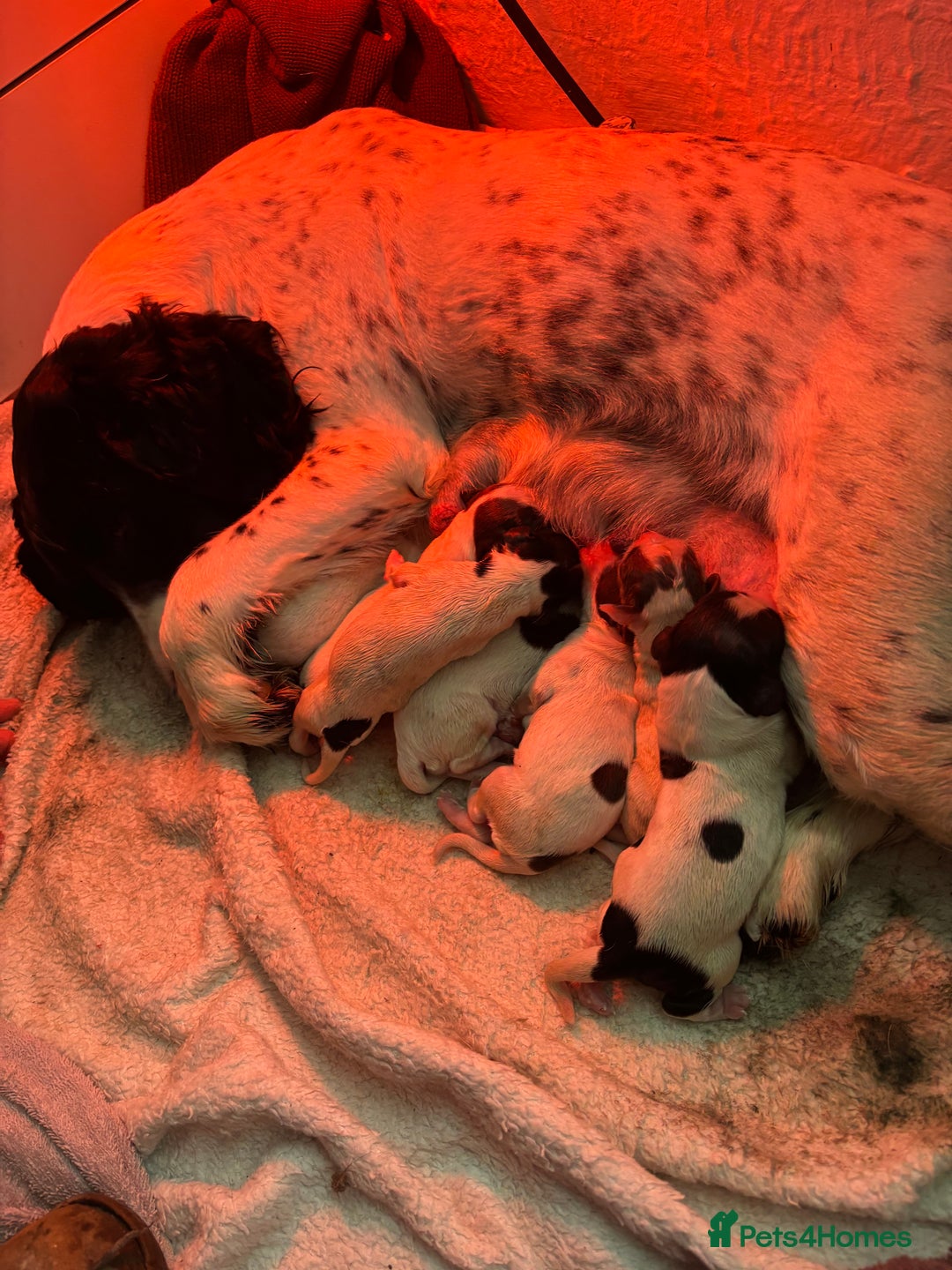 English Springer Spaniel dogs for sale: English Springer Spaniel Puppies  - Advert 28