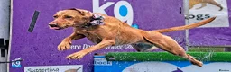 Labrador Retriever dogs for sale: EXCEPTIONAL KC reg DARK FOX RED LAB PUPS DUE  - Advert 11